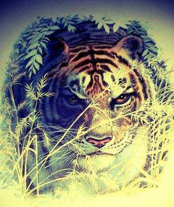 Shere Khan Tiger